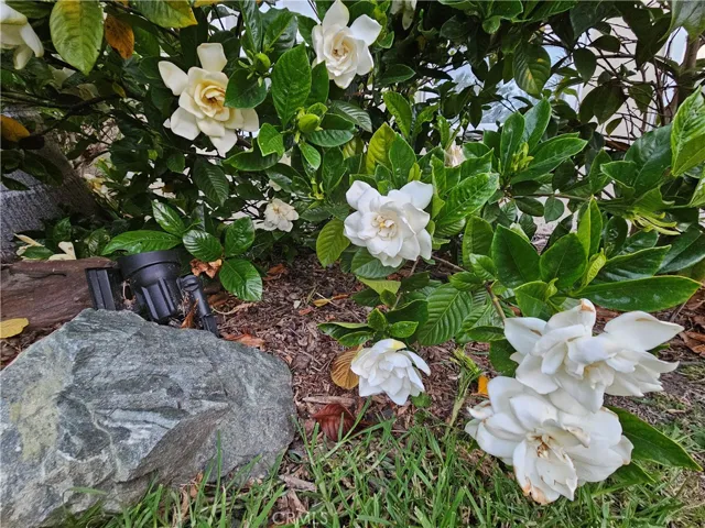 Gigantic Gardenia Shrub - fragrant at entry
