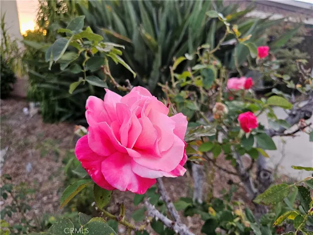 First Prize Rose Bush