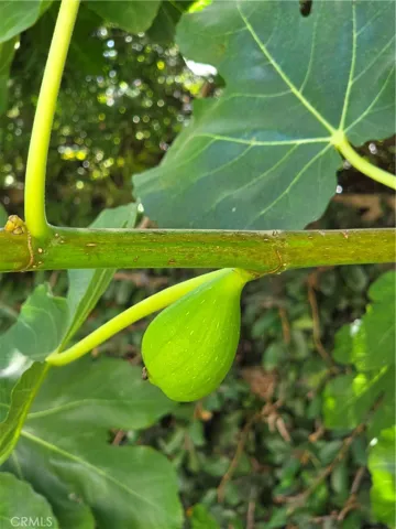 Fresh crop of figs growing now!