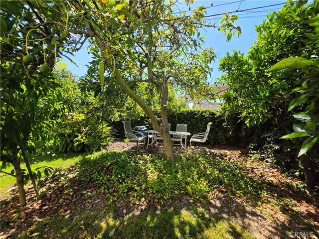 Shady seating area under the loaded avocado tree