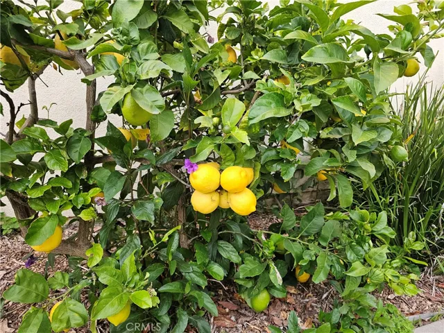 Lemon Tree