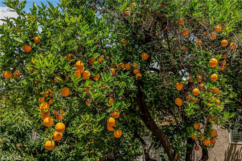 ORANGE TREE