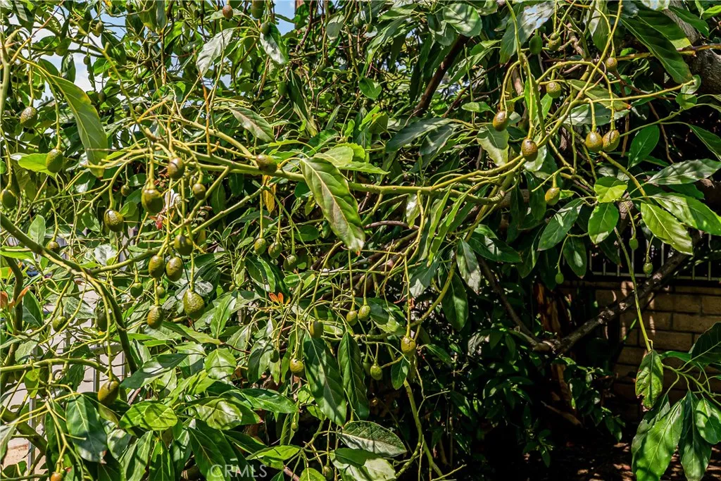 AVOCADO TREE