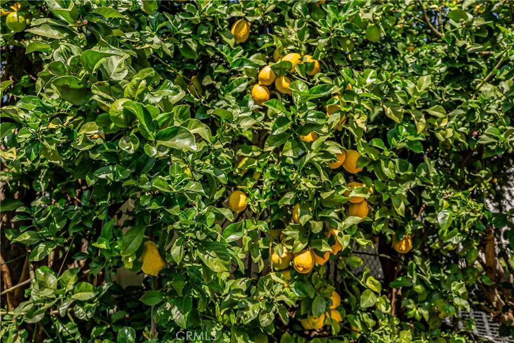 LEMON TREE