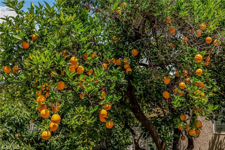 ORANGE TREE