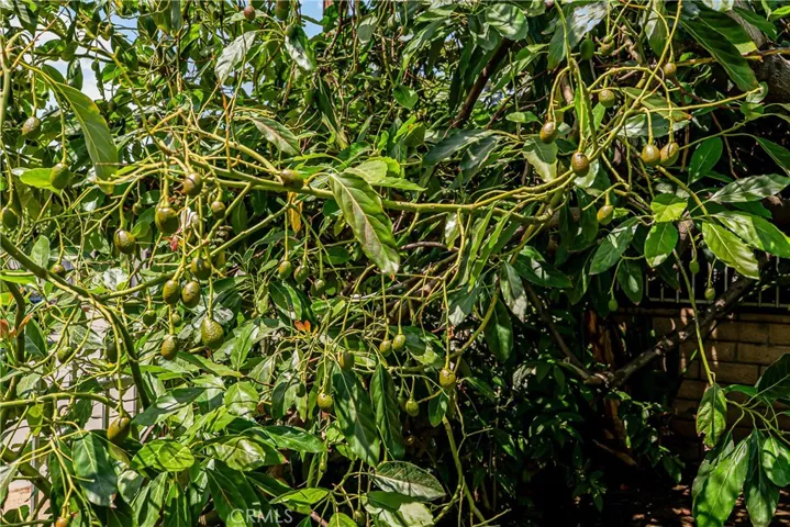 AVOCADO TREE