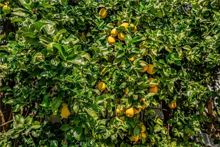 LEMON TREE