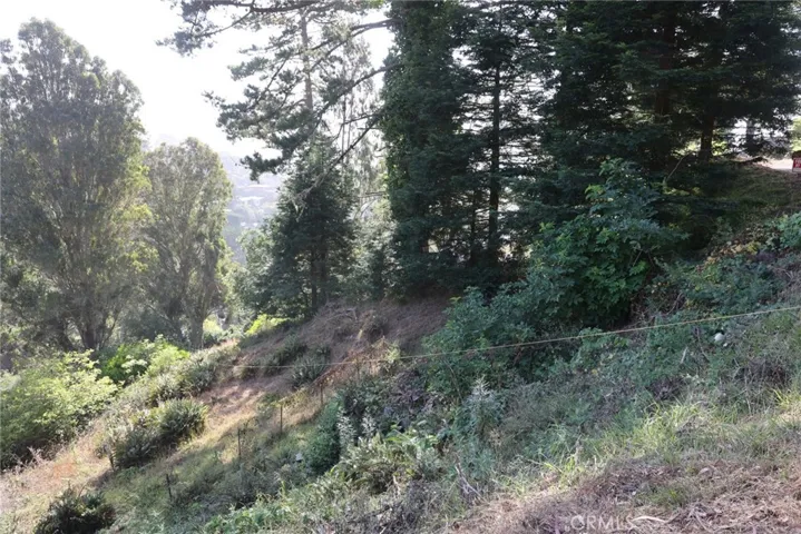 North property line and redwoods screening site
