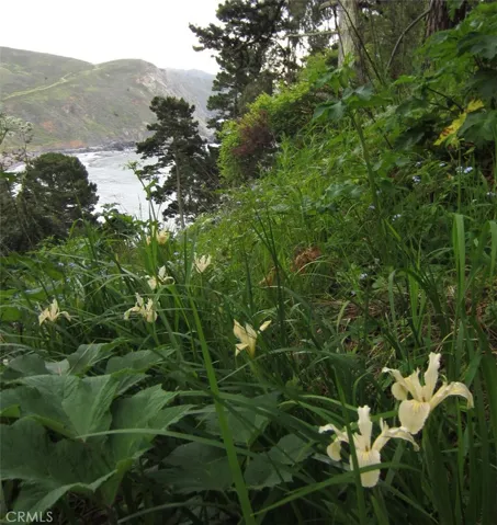 Wild Iris as found throughout site in spring
