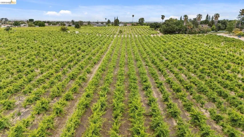 Expansive agricultural property featuring rows of cultivated crops under a clear sky