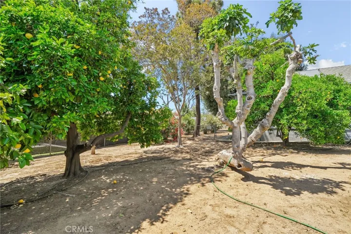 Fruit Trees