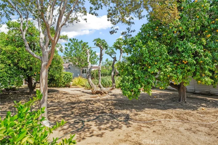 Fruit Trees