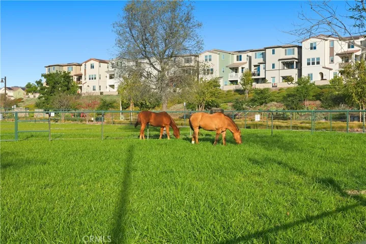 Neighborhood Horses