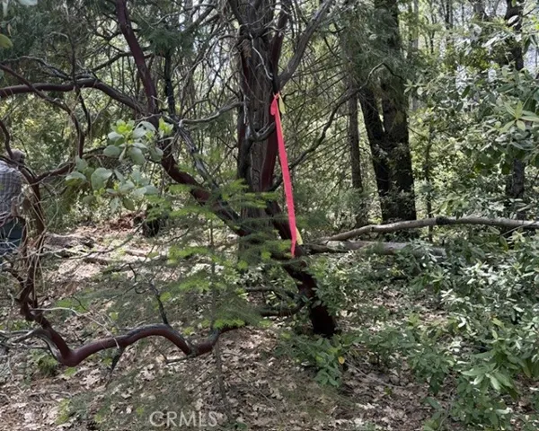 Eastern border of property.