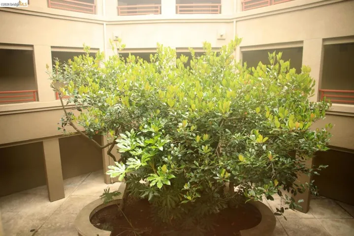 Central courtyard with a large, mature tree planted in a round bed