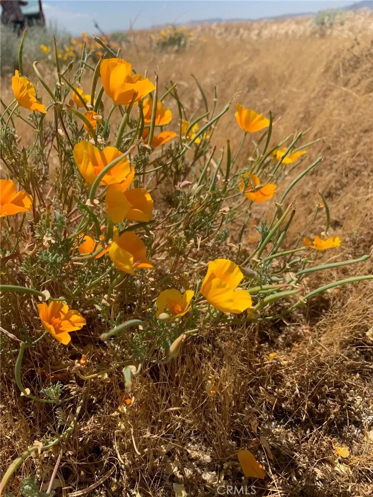 Wildflowers