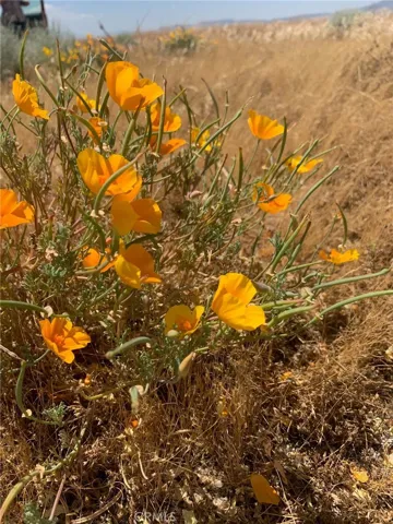 Spring Wildflowers, late May