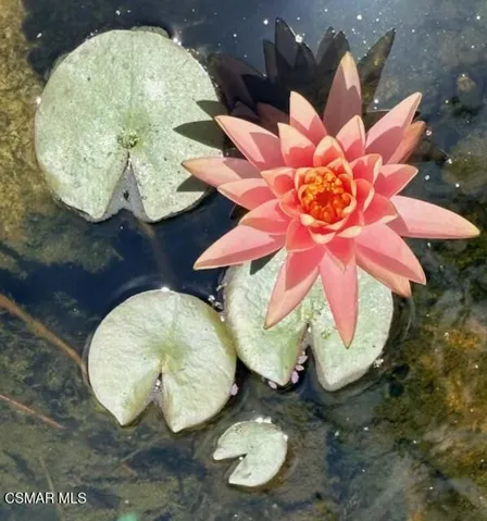 Flower1