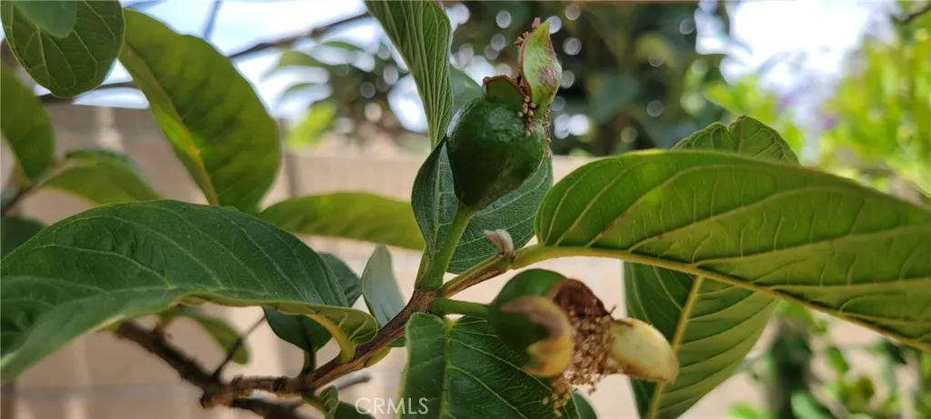 Guavas / Tra?i ?i