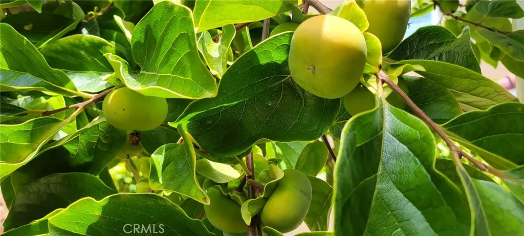 Persimmons / Tra?i Hô?ng