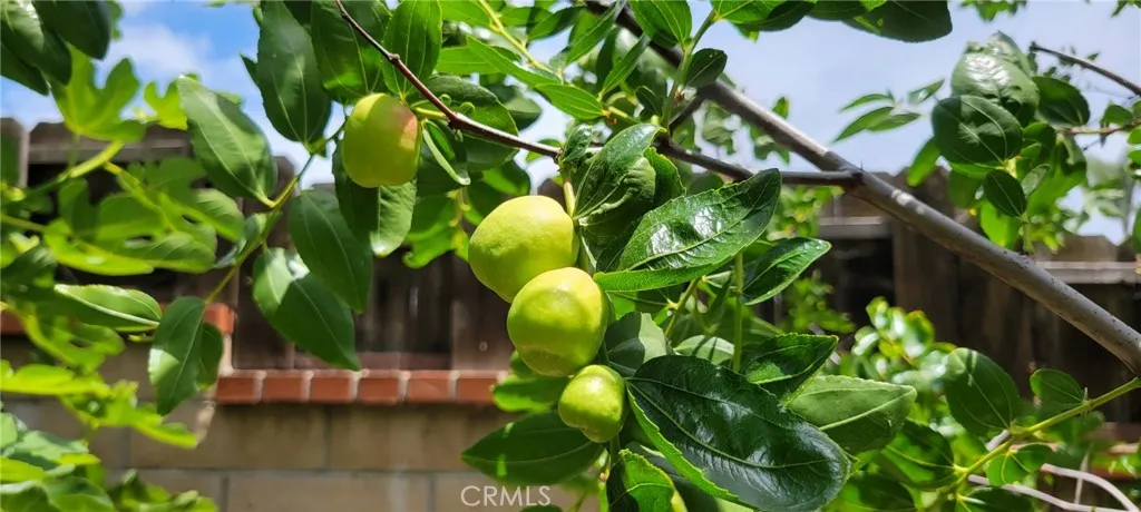 Jujubes / Táo Tàu