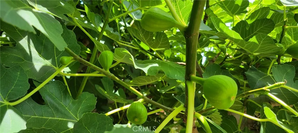 Figs / Qu? Sung