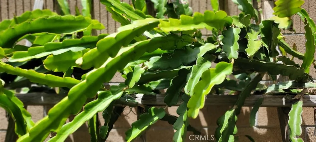 Dragon Fruit / Thanh Long