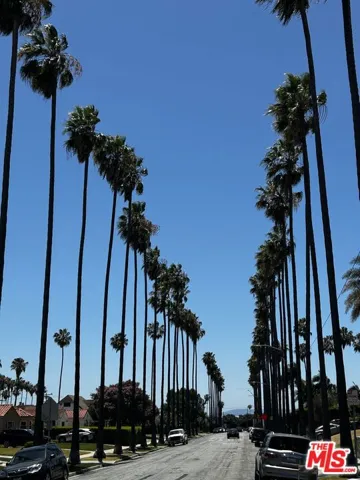 Palm Tree Lined Rimpau