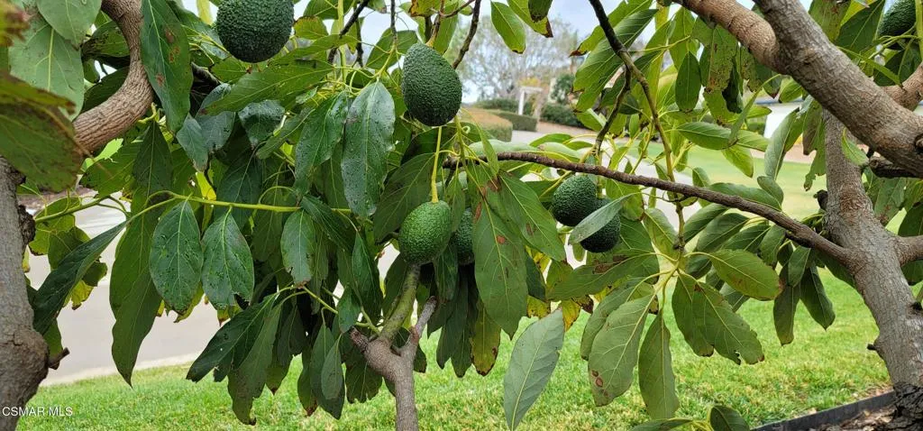 avocado tree
