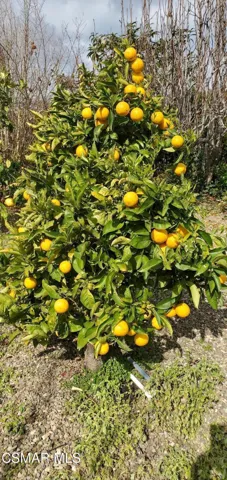 fruit tree