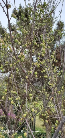 citrus tree