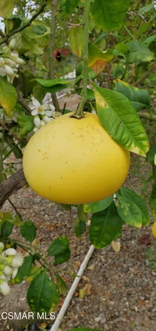 pomelo