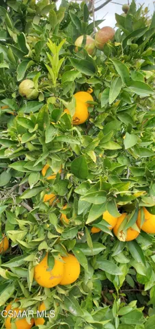 orange tree