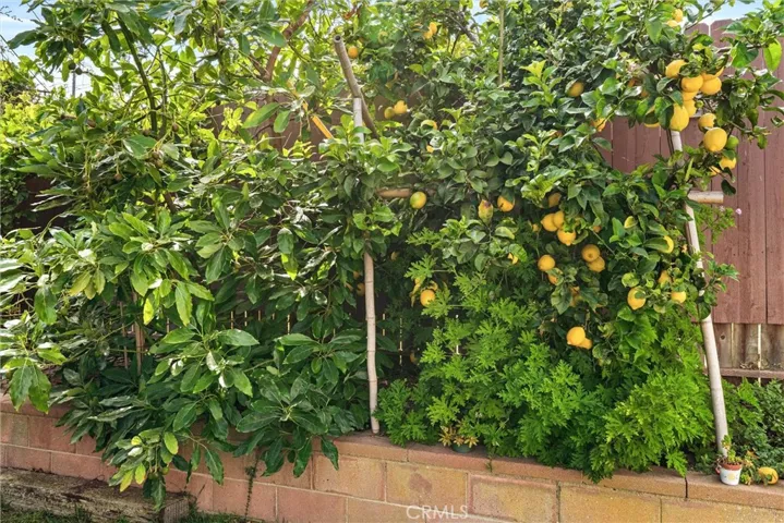 Fruit Trees Include Lemon, Nectarine...