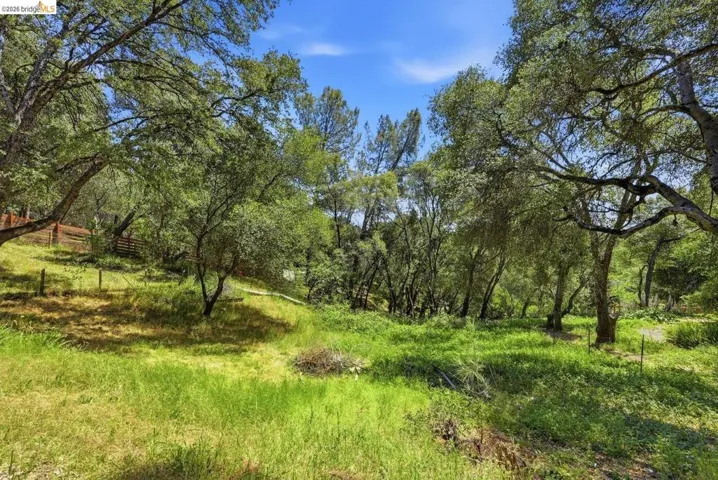 Expansive natural landscape featuring lush green ground cover and mature deciduous trees