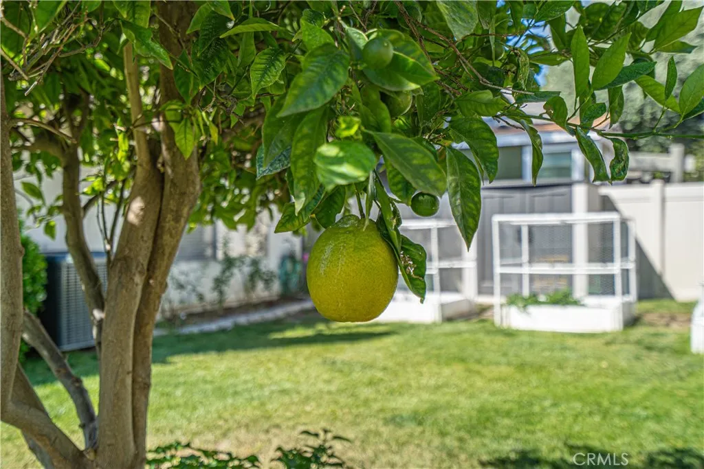 Fruit Tree