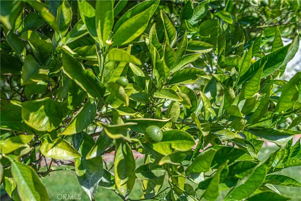 Fruit Tree