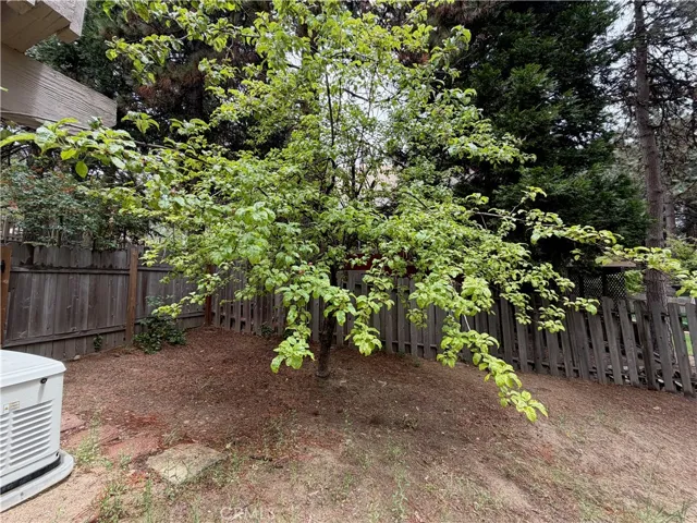 Apple Tree