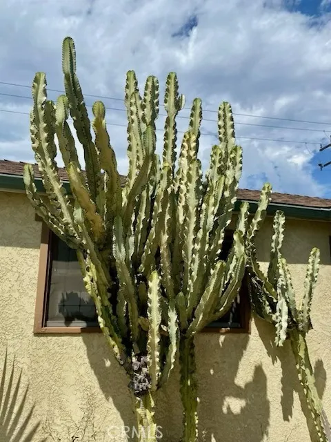 Cactus bedroom 2