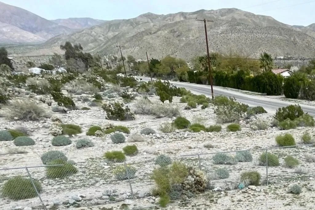 28981_Desert_Charm_15