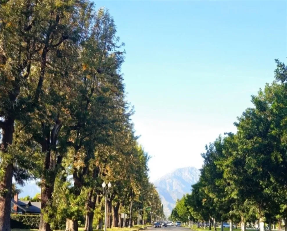 Tree Lined Euclid Avenue