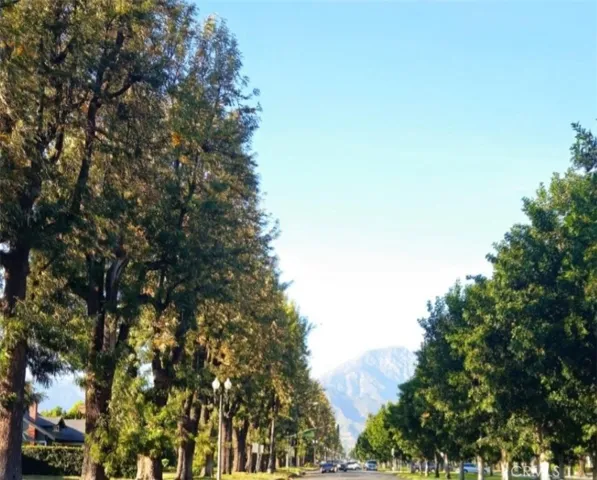 Tree Lined Euclid Avenue