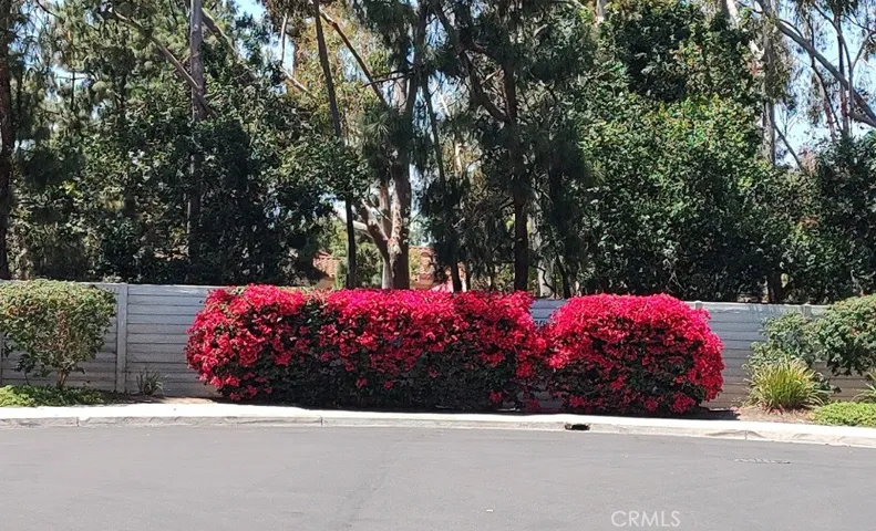 Woodleaf Welcoming Bougainvillea