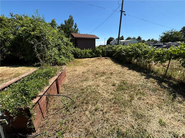 Raised garden bed with irrigation and grapes