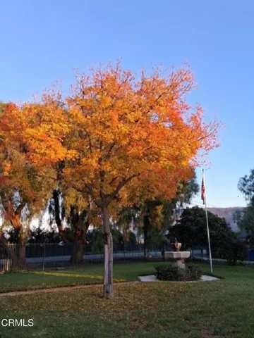 front tree in November last year