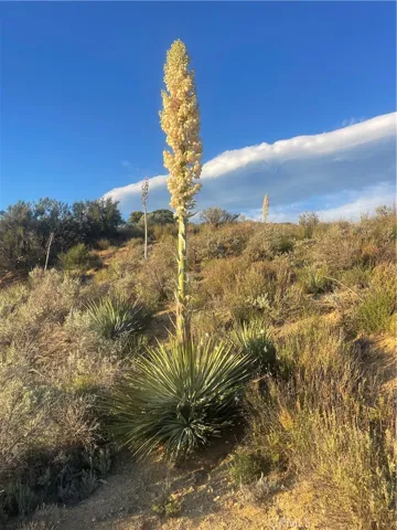 lots of local plantlife