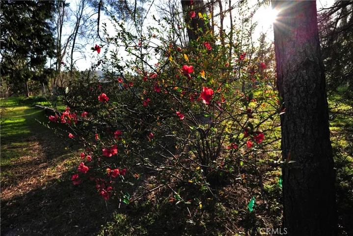 Look at those pretty flowers.