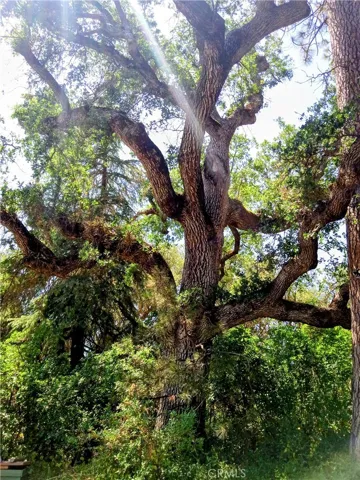 Pure beauty. This Mature old Oak is a master piece on the property.