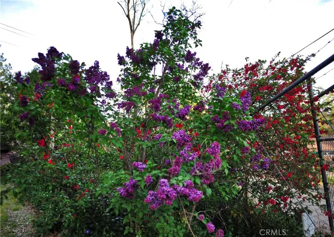 More beautiful flowers.
