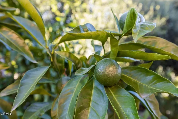 Fruit trees galore